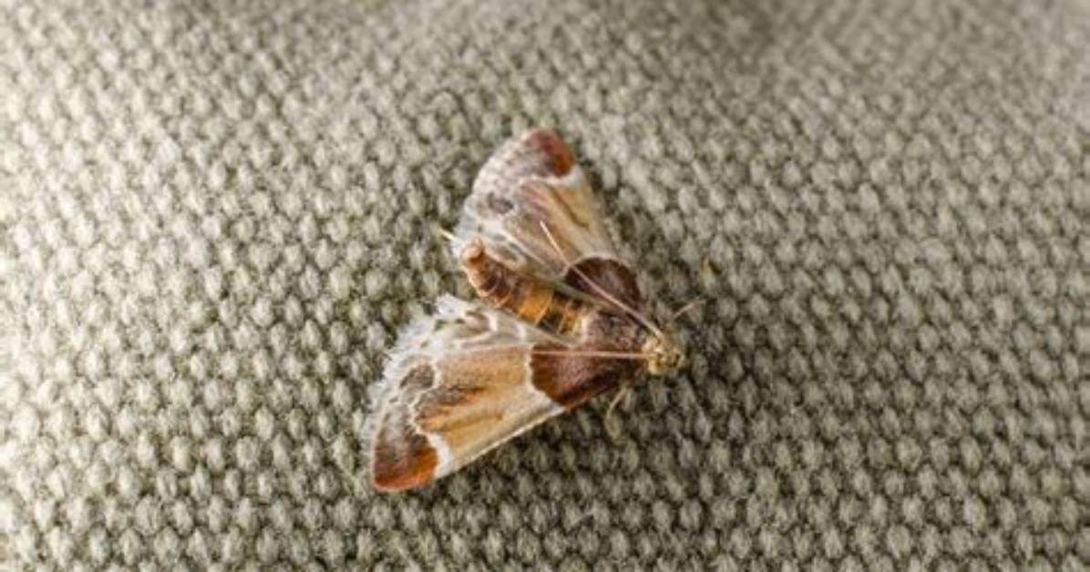 Do Moths Eat Your Clothes