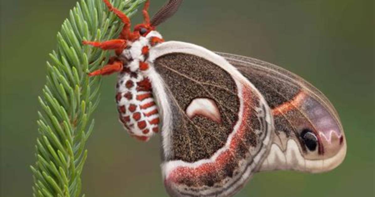 Do Moths Have Ovipositors?
