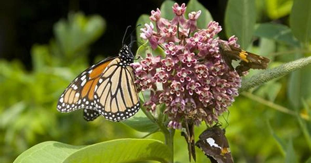 Do Moths Like Milkweed