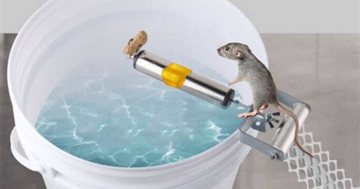 Do Mouse Trap Buckets Work