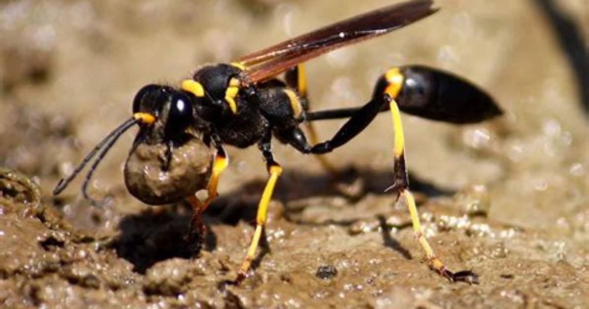 Do Mud Daubers Cause Damage