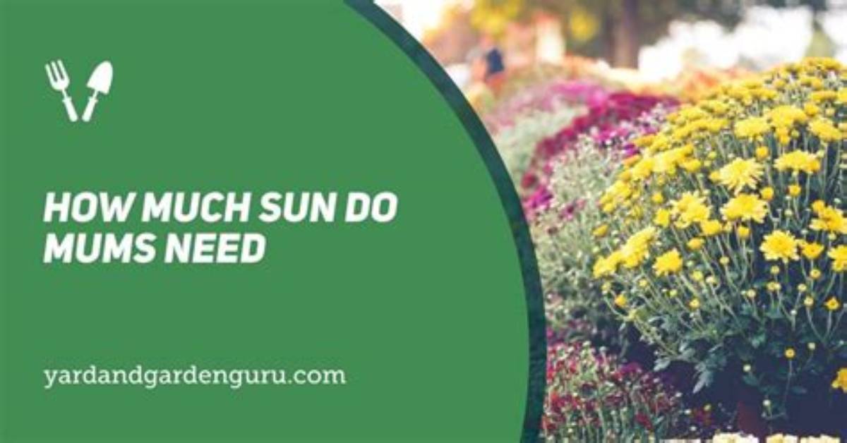 Do Mums Need Sun?