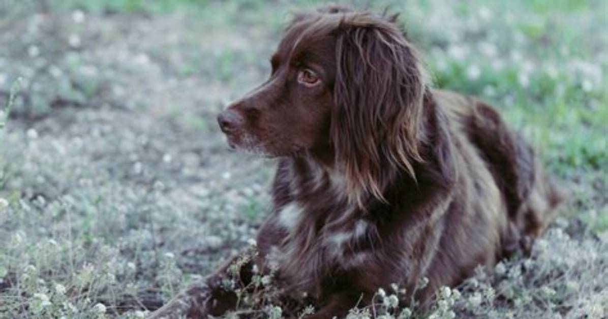 Do Munsterlander Dogs Shed?