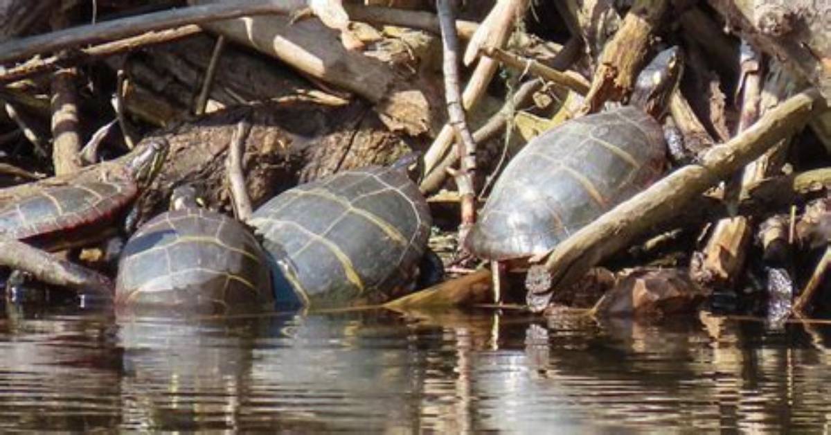 Do Murray River Turtles Hibernate?