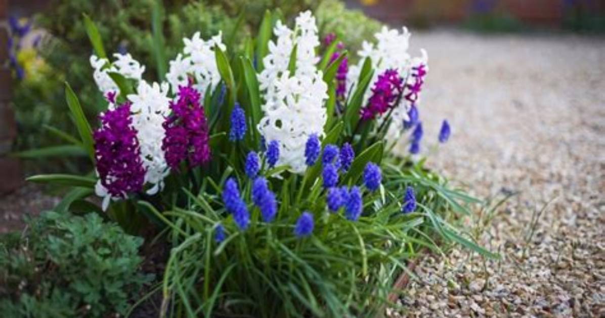 Do Muscari Come Back Every Year