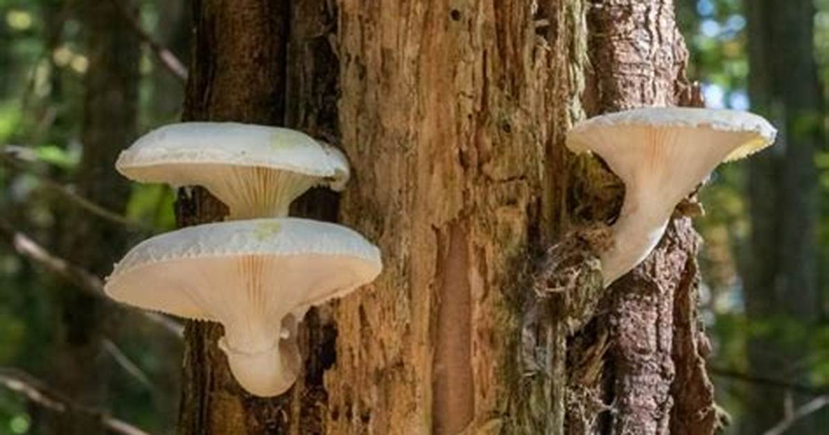 Do Mushrooms Harm Trees