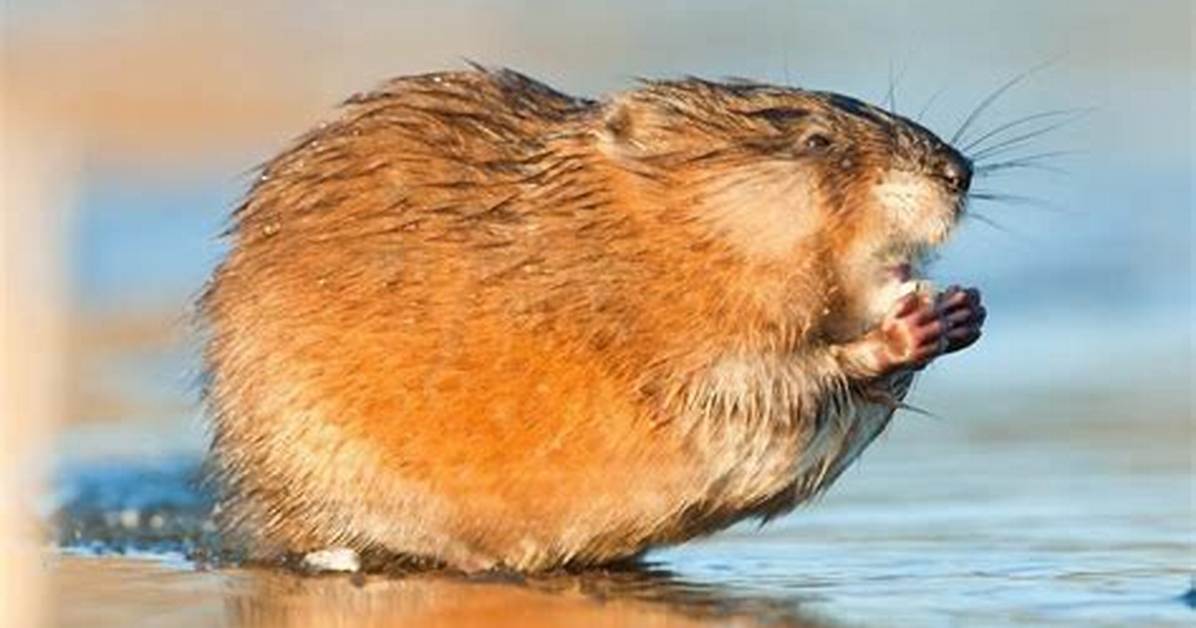 Do Muskrats Climb Trees?