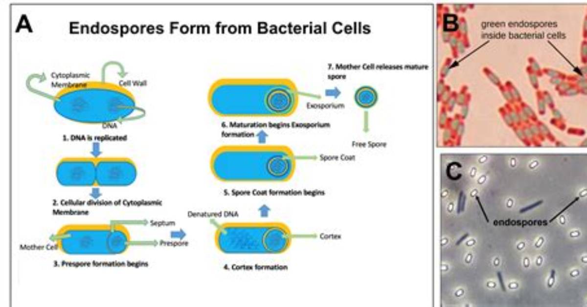 Do Mycobacterium Form Endospores?