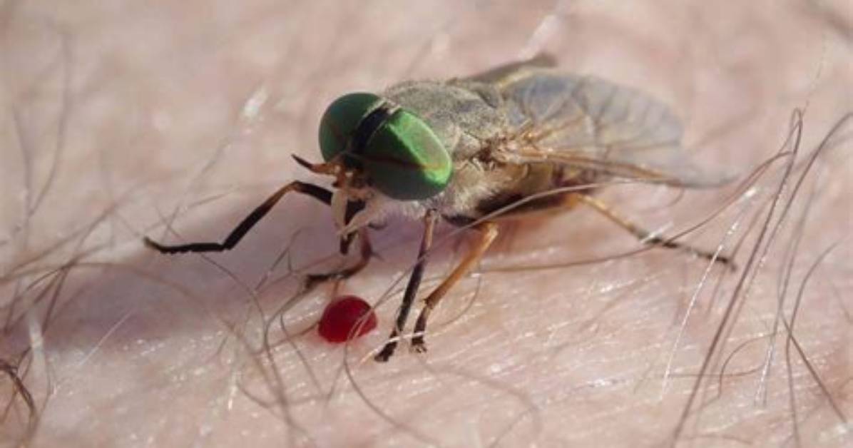 Do Mydas Flies Bite?