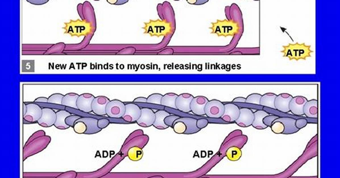 Do Myosin Use Atp?