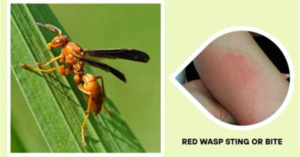 Do Native Wasps Sting?