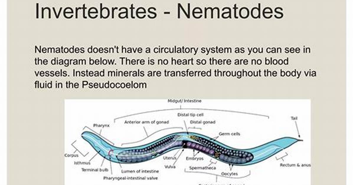 Do Nematodes Have a Circulatory System?