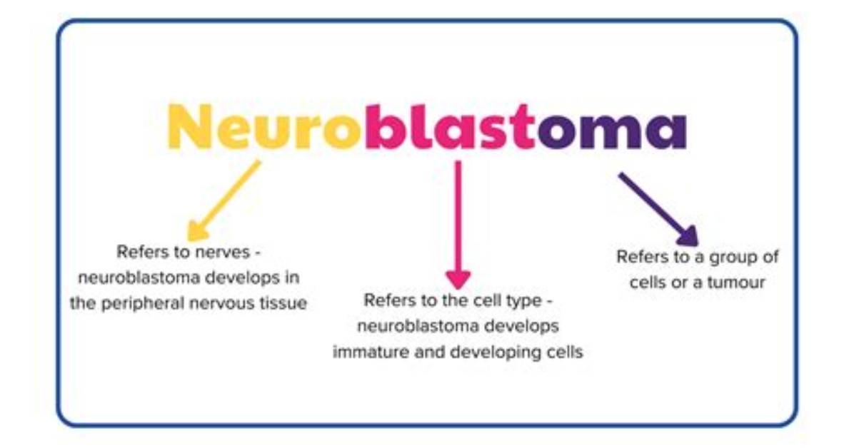 Do Neuroblastoma Cells Divide?