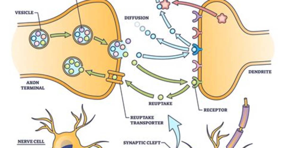 Do Neurons Release Neurotransmitters?