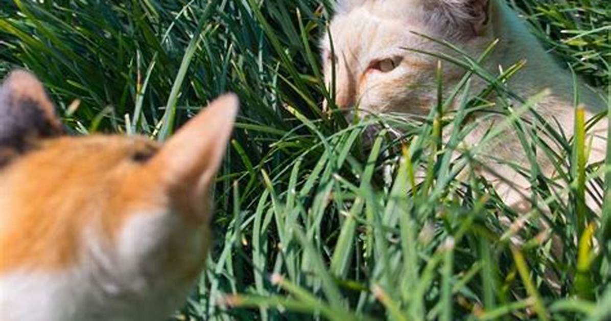 Do Neutered Cats Wander?