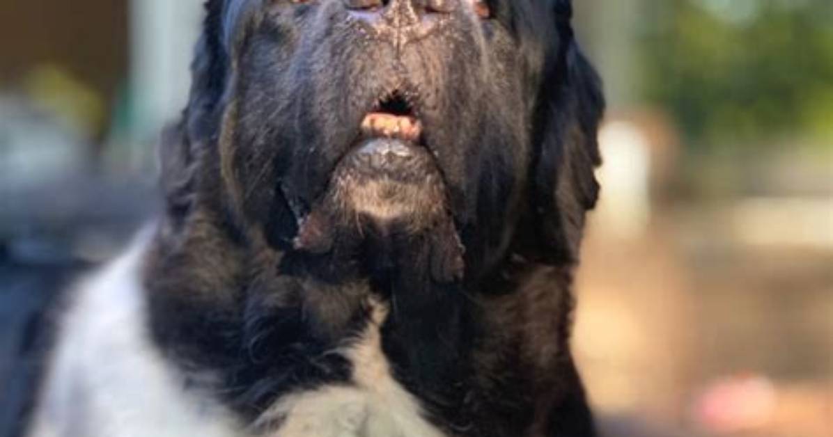 Do Newfies Bark a Lot?