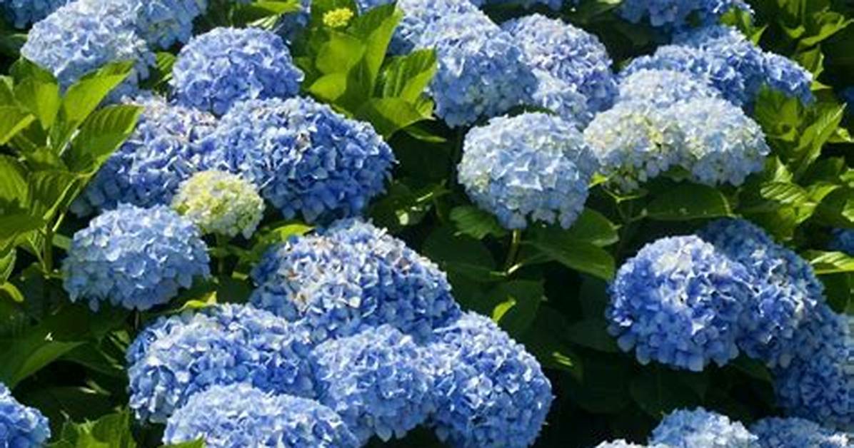 Do Nikko Blue Hydrangeas Rebloom?