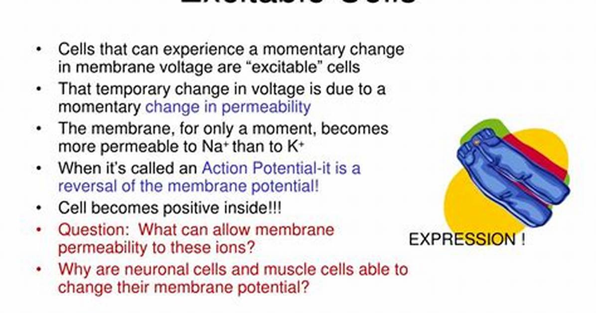 Do Non-Excitable Cells Have a Resting Potential?