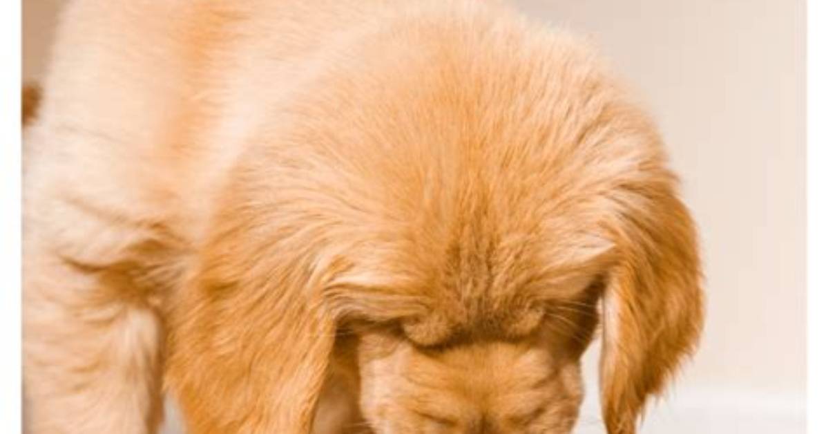 Do Not Overfeed Puppy?