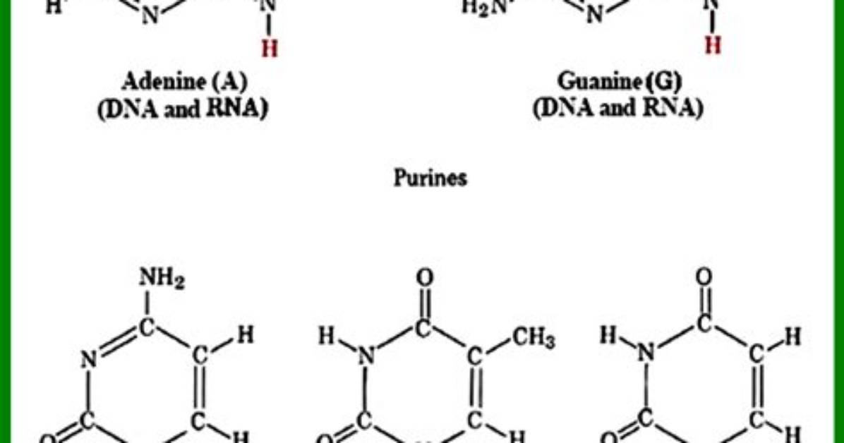 Do Nucleic Acids Contain Amino Acids?