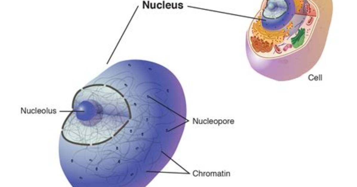 Do Nucleus Have Nucleus?