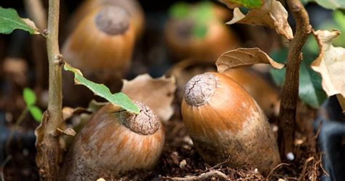 Do Oak Trees Grow from Acorns?