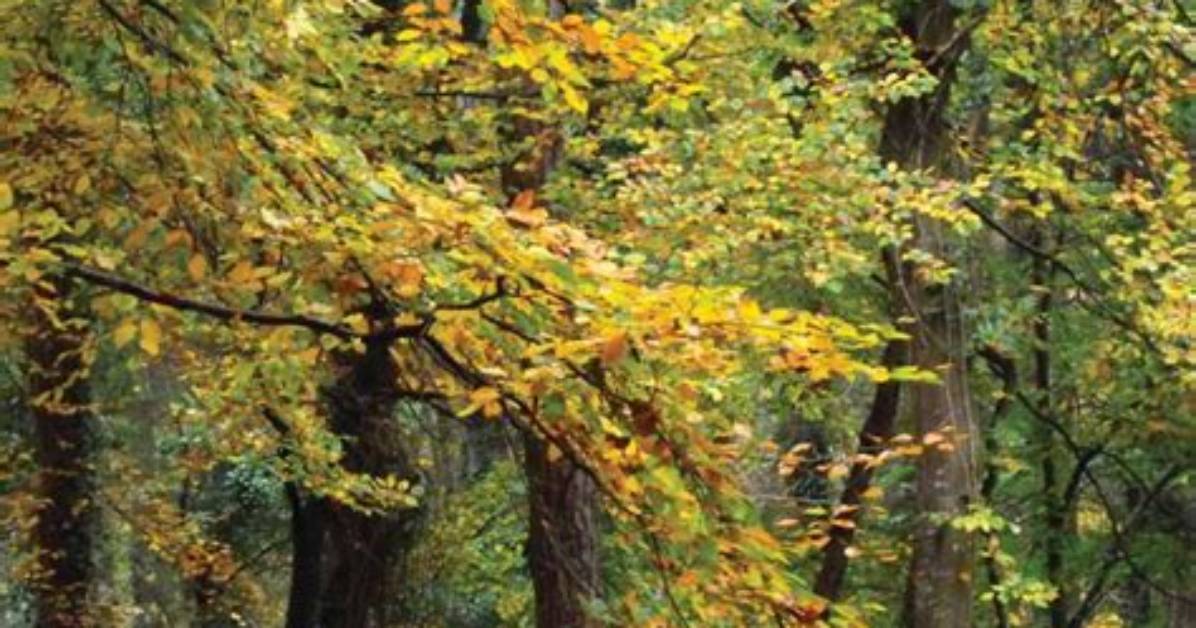 Do Oak Trees Have Preservation Orders?
