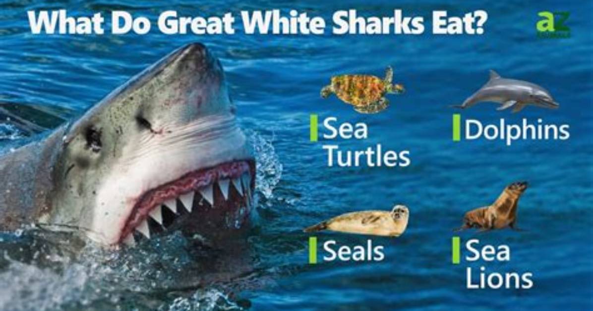 Do Ocean Sharks Eat?