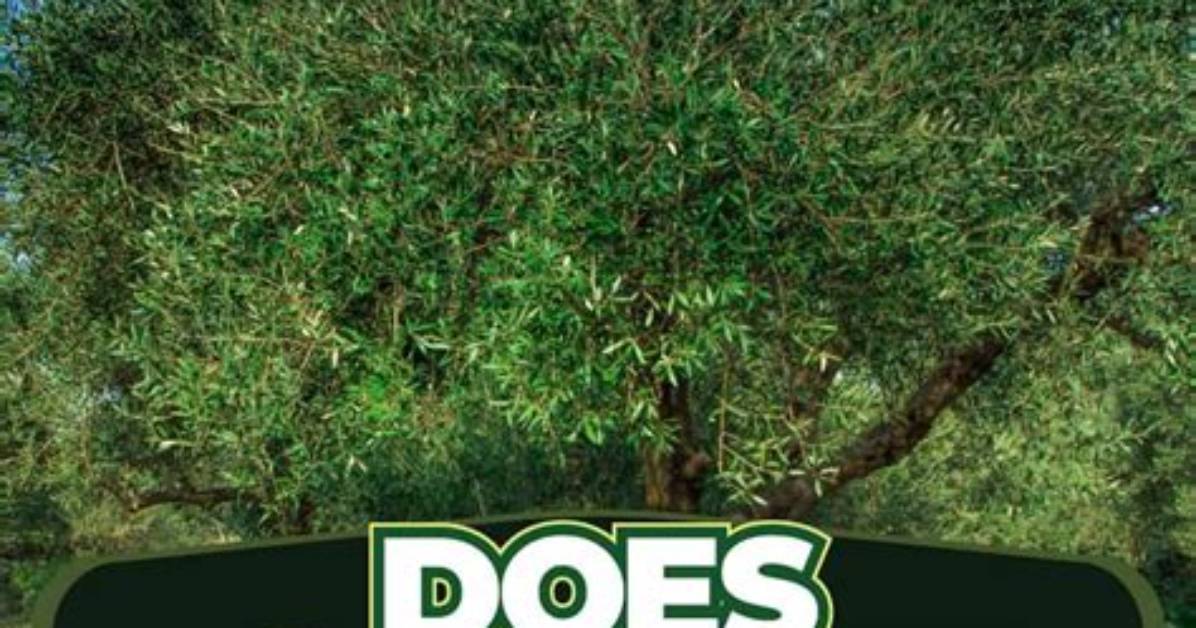 Do Olive Trees Have Invasive Roots?