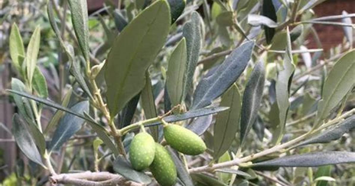 Do Olives Ripen on the Tree