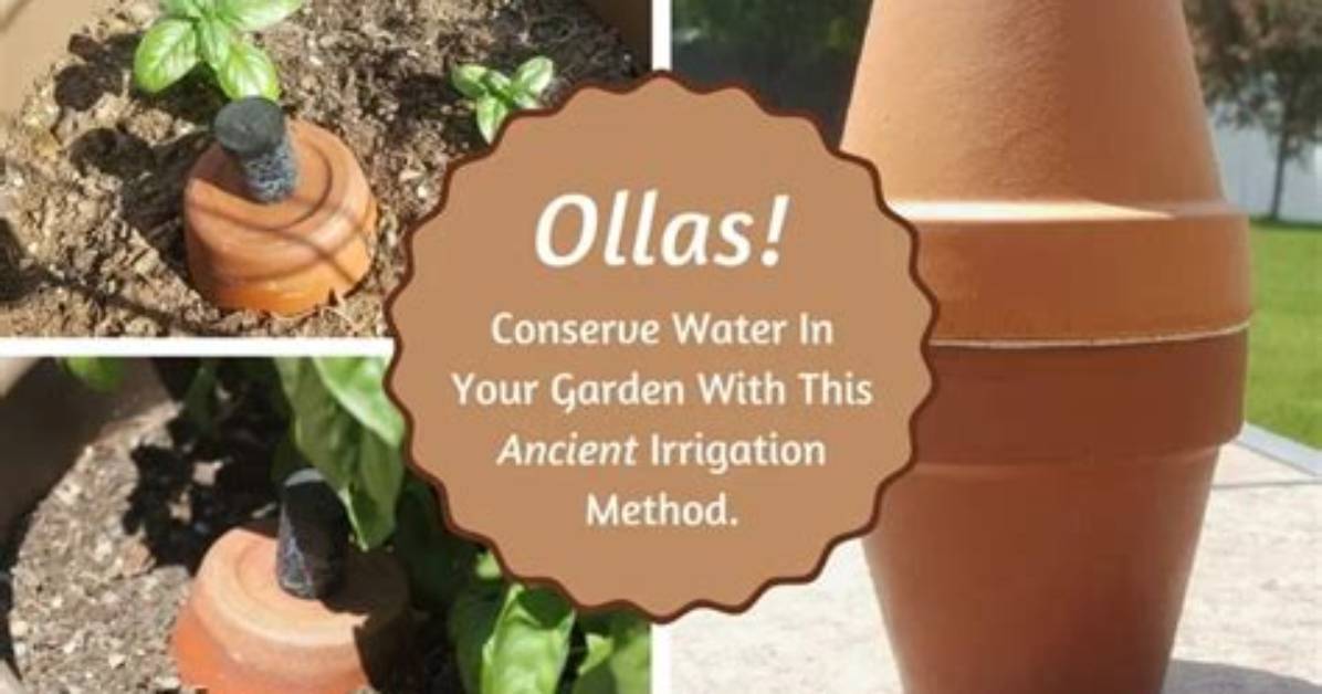 Do Olla Pots Work?