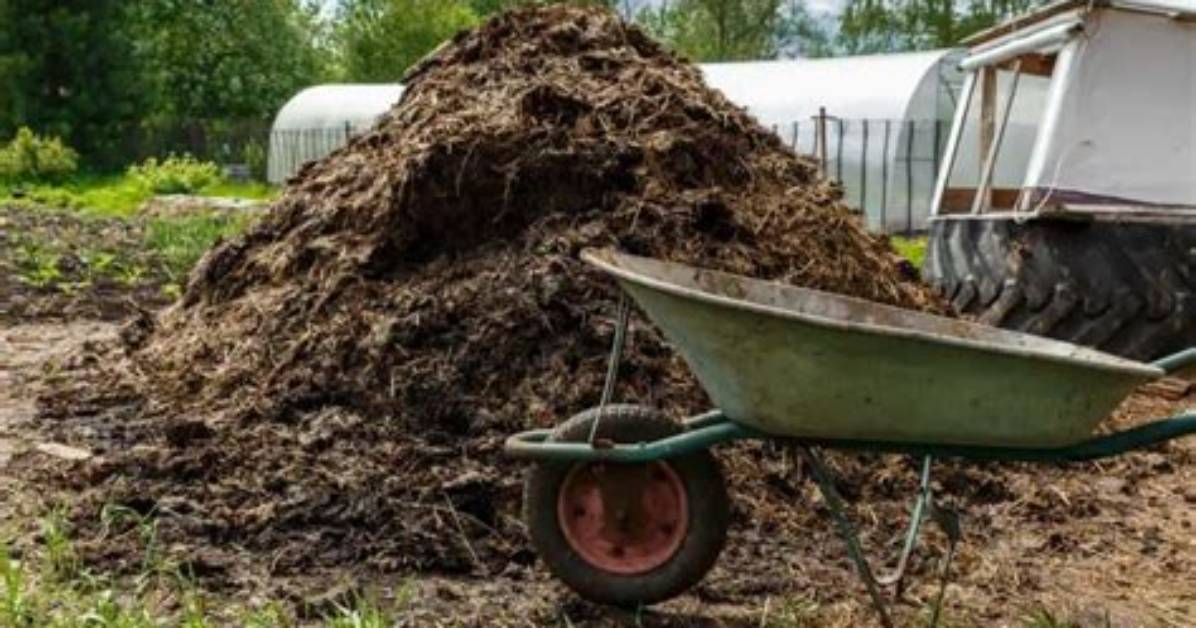Do Onions Like Well Rotted Manure?
