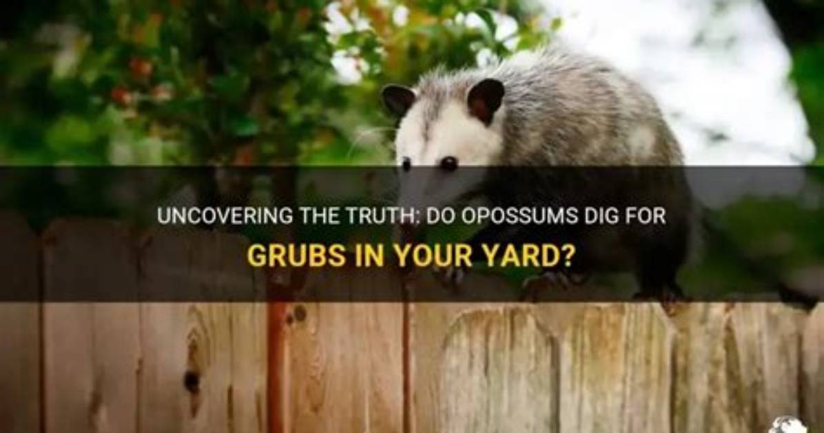 Do Opossums Dig for Grubs