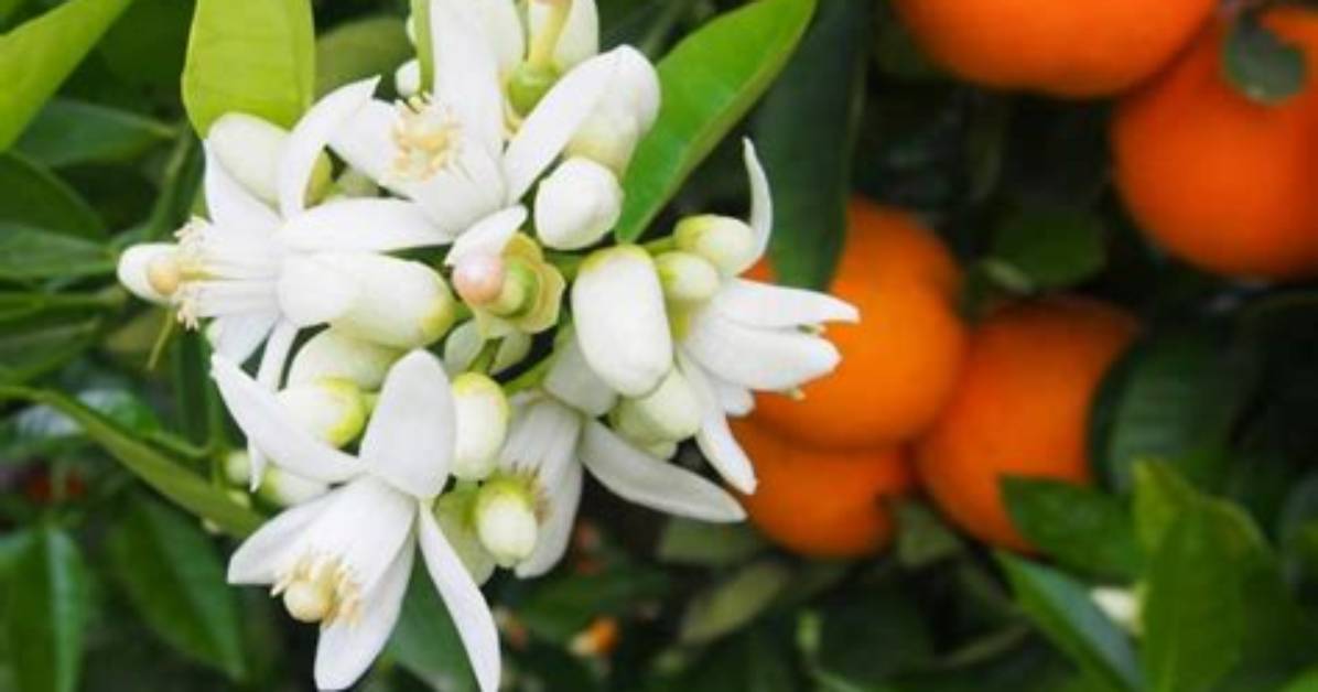 Do Orange Blossoms Cause Allergies?