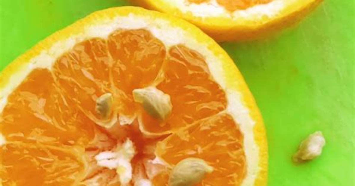 Do Orange Seeds Grow?