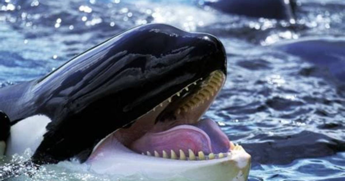 Do Orcas Eat Dolphins?