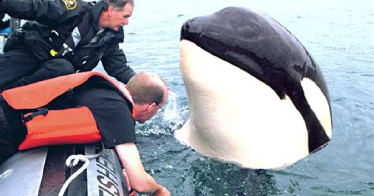 Do Orcas Like Humans?