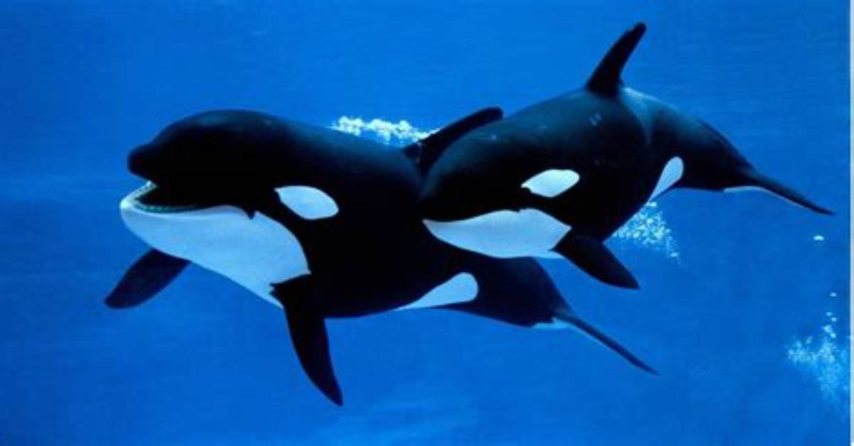 Do Orcas Mate for Life?