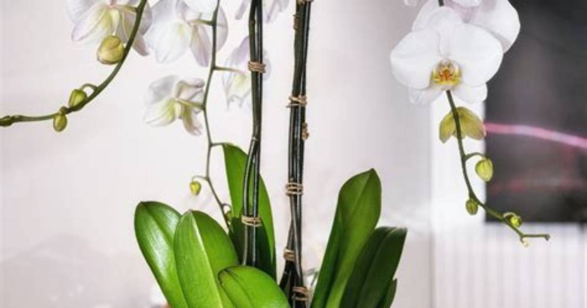 Do Orchids Bloom at Night