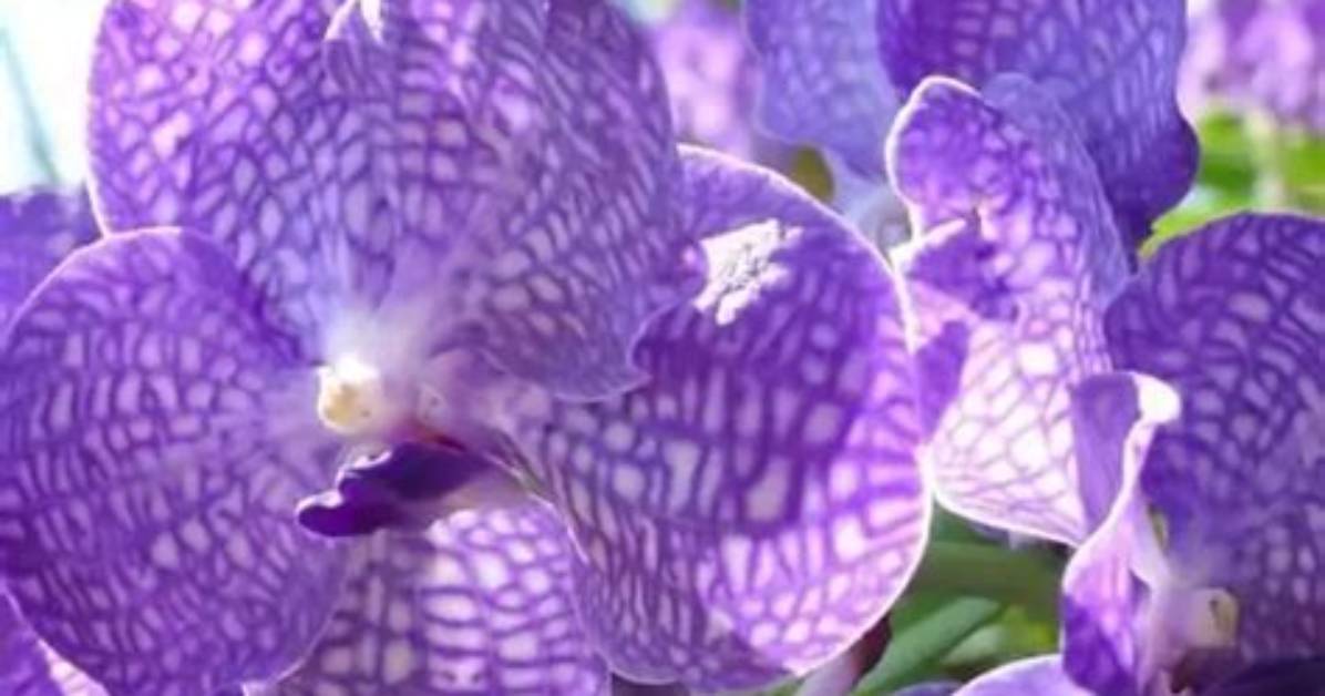 Do Orchids Like Epsom Salt
