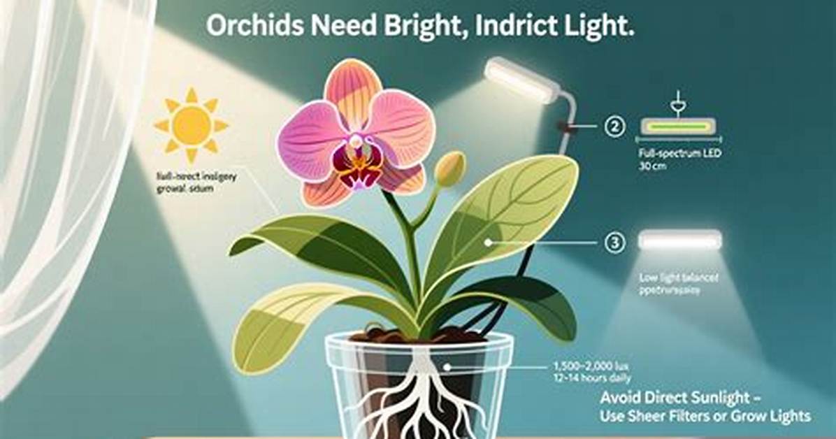 Do Orchids Need Sun