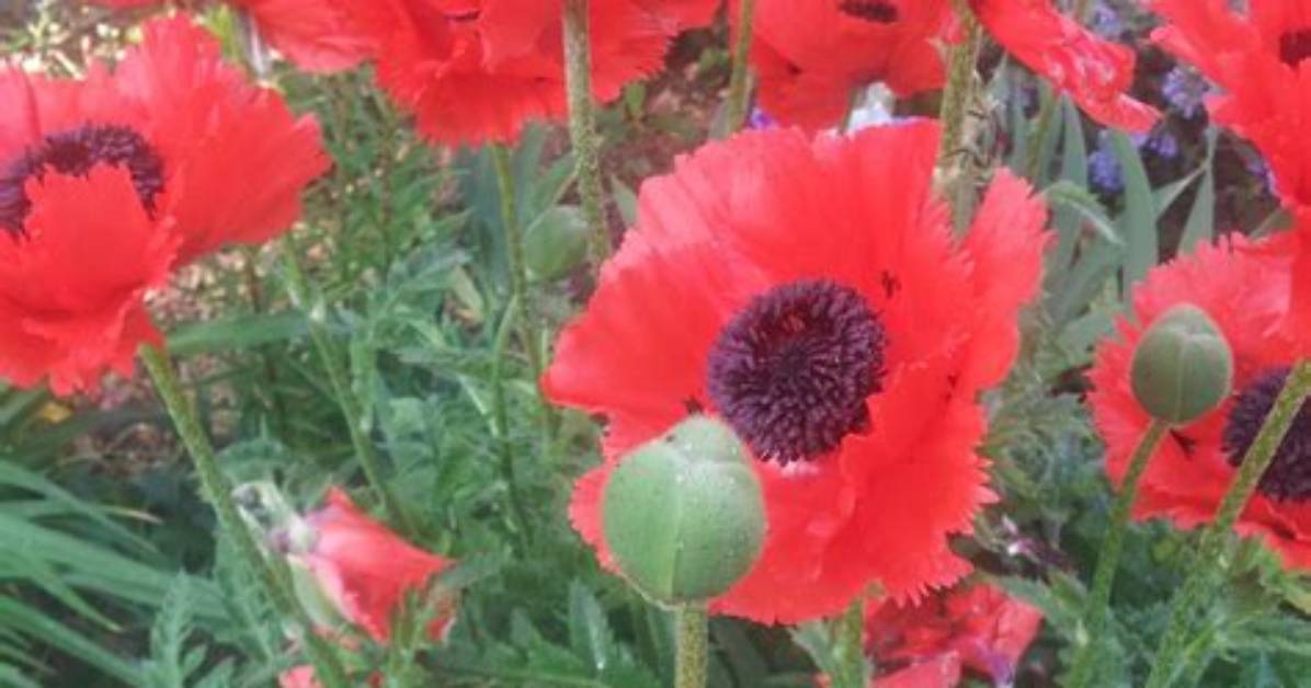 Do Oriental Poppies Spread
