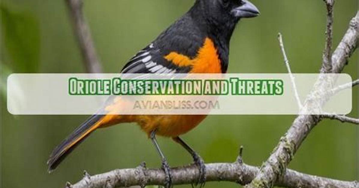 Do Orioles Live in Florida