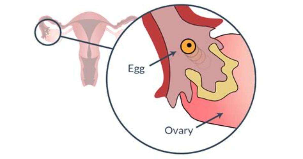 Do Ovaries Release Eggs Alternatively?