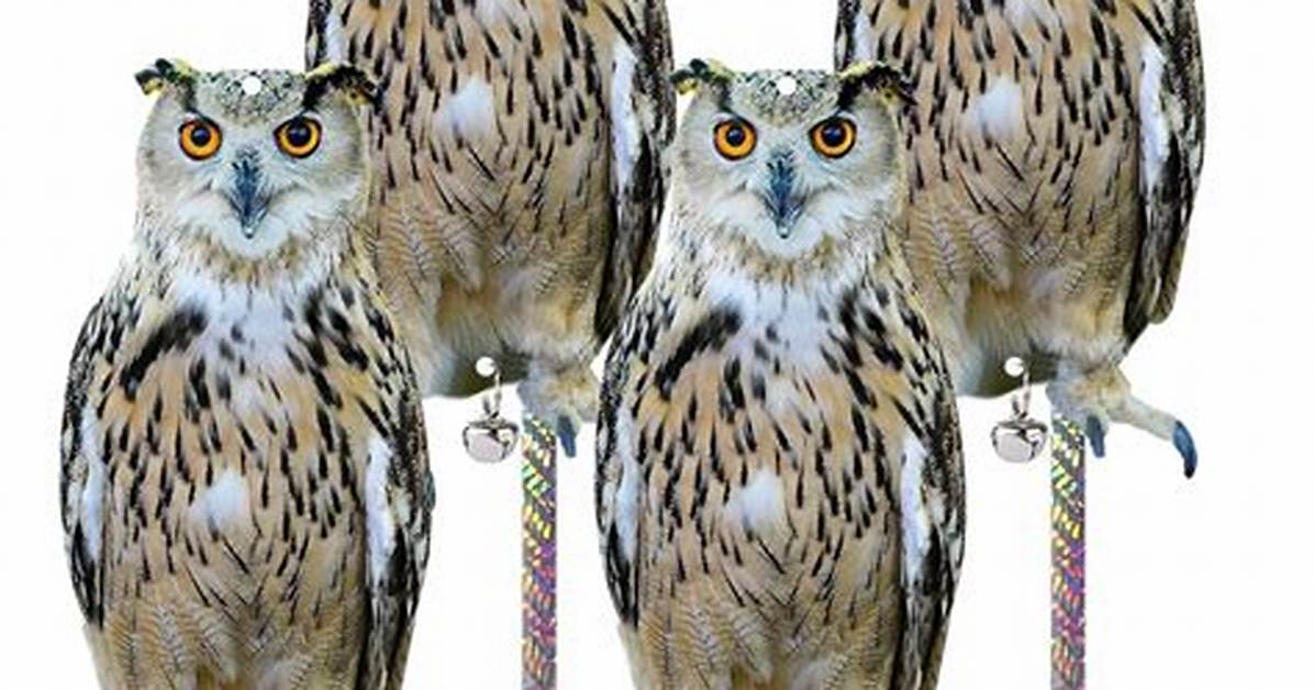 Do Owl Bird Scarers Work
