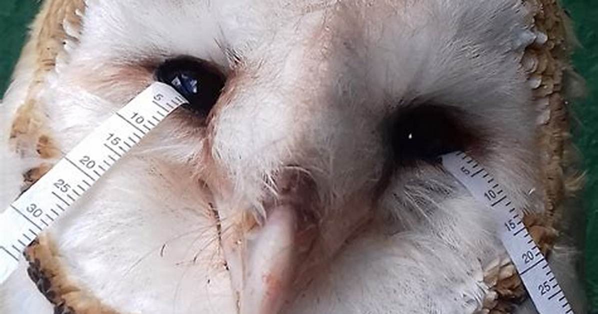 Do Owls Cry Tears?