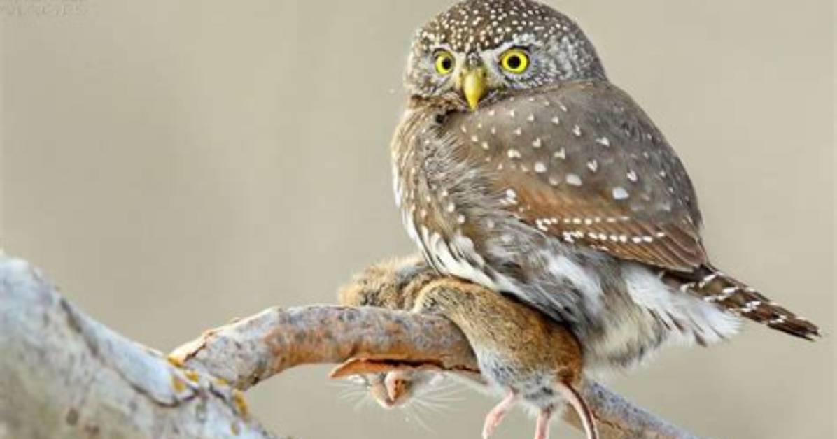 Do Owls Have Gizzards?