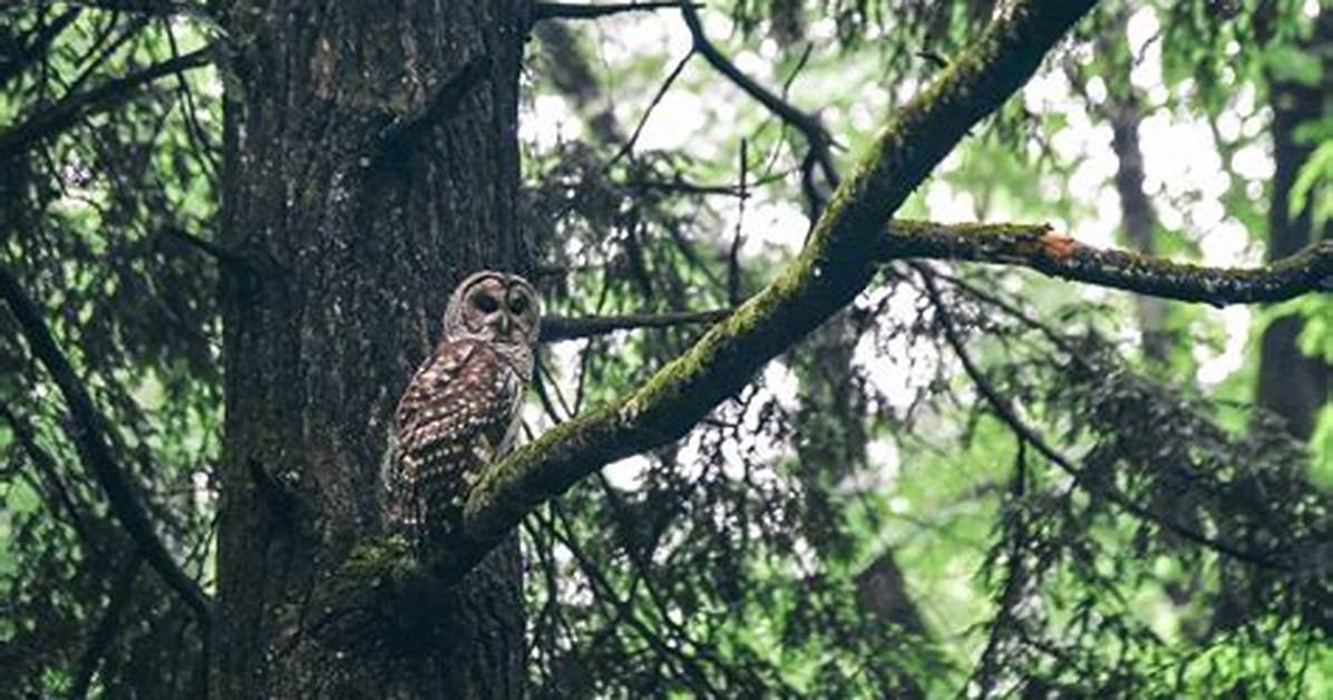 Do Owls Live in the Forest