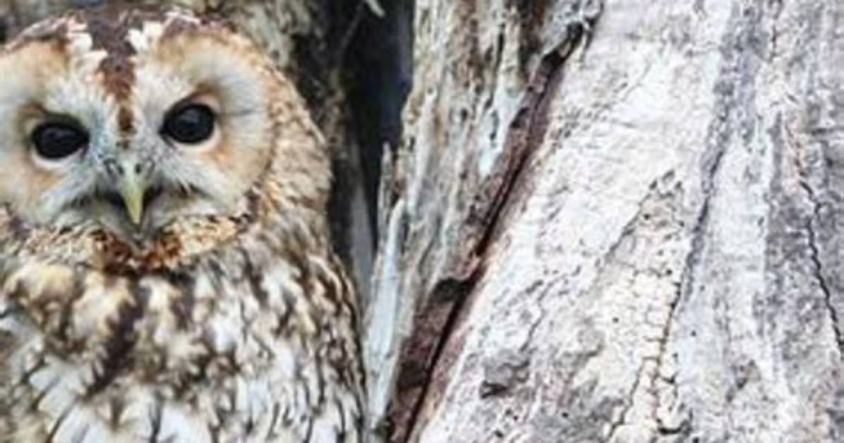Do Owls Scare Deer