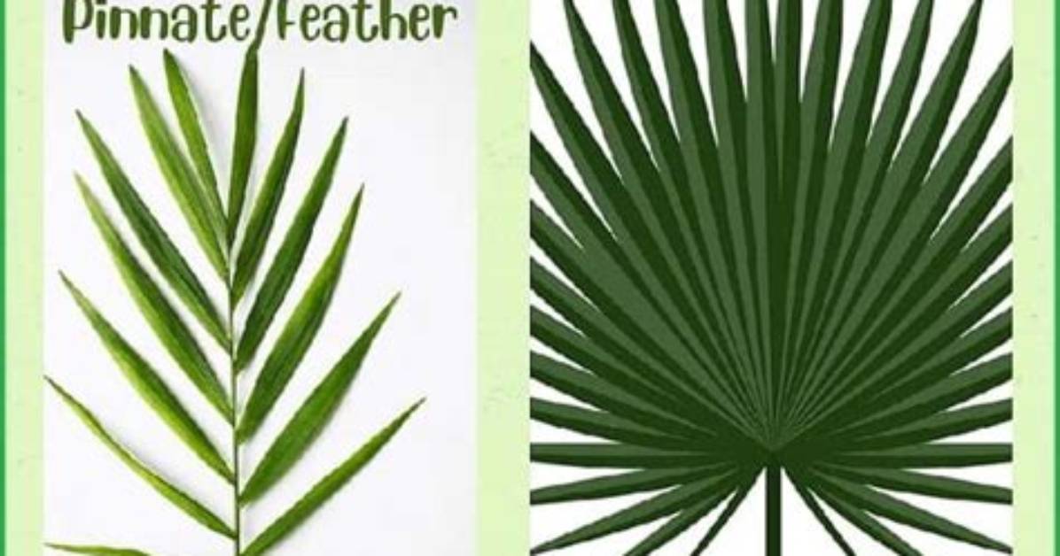 Do Palm Fronds Grow Back?